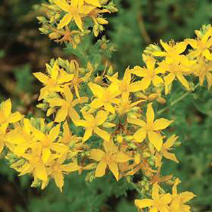 Unbranded Wildflower St Johns Wort Seeds