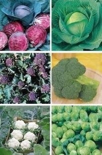 Unbranded Winter Vegetable Garden collection