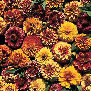 Unbranded Zinnia Aztec Sunset Seeds