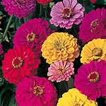 Zinnia Dahlia-Flowered Mixed Seeds