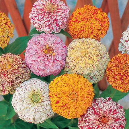 Unbranded Zinnia Jim Jams Seeds Average Seeds 90