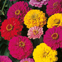 Unbranded Zinnia Seeds - Dobies Dahlia-Flowered Mixed