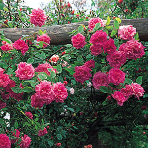 Unbranded Zpherine Drouhin - Climbing Rose (pre-order now)