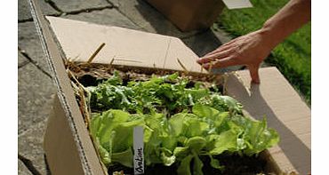 Window Box Garden