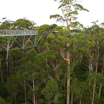 of the Giants Tree Top Walk - Adult