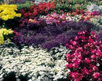 Value Bedding Plants - Lucky Dip