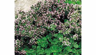 Value Vegetable Seed Collection - Bouquet Garni
