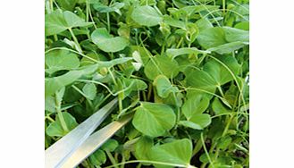 Value Vegetable Seed Collection -