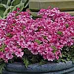 Velox Bright Pink Plants 430321.htm