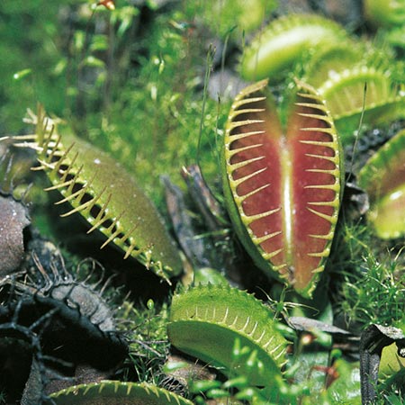 Venus Fly Trap 10 Seeds