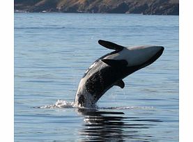 Whale Watching from Victoria - Youth (Zodiac