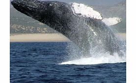 Whale Watching to the Marietas Islands - Child