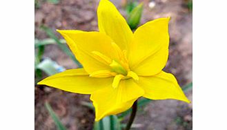 Woodland Tulip Bulbs