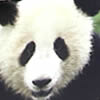 wwf Adopt a Panda