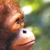 wwf Adopt an Orang-utan